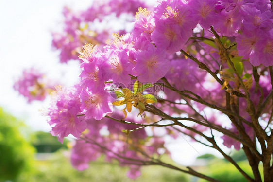 公园中开紫色花朵的树图片