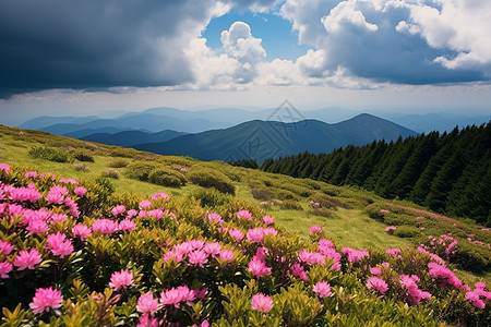 山坡草地上的花海图片