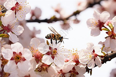 春季花园中绽放的美丽樱花图片