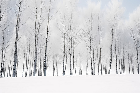 白雪皑皑的树林景观图片