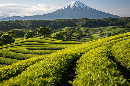 青青翠绿的茶山景观图片