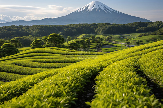 青青翠绿的茶山景观图片