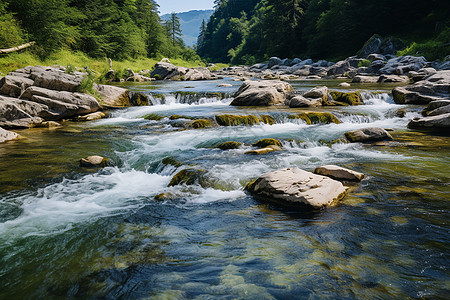 清澈山泉的苍翠松林背景