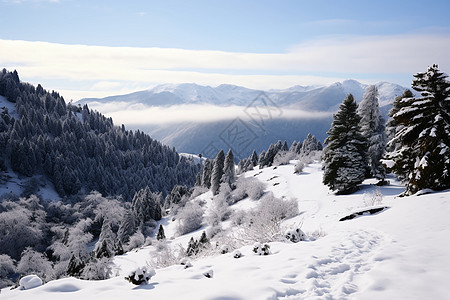 白雪覆盖的雪山森林景观图片