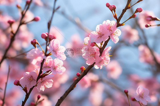 桃林里盛放的花朵图片