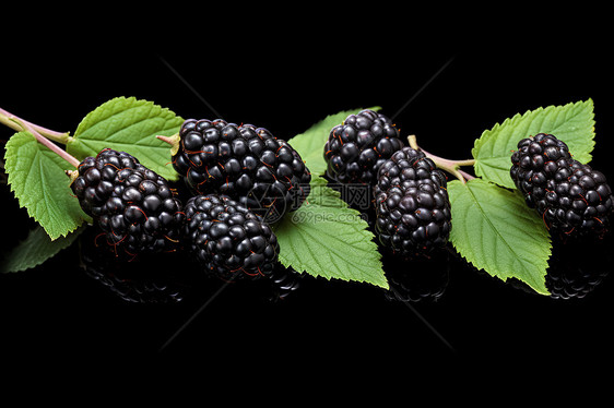 营养丰富的黑莓果实图片