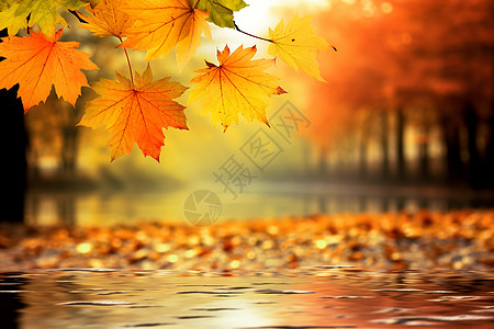 秋日垂落水面的树叶图片