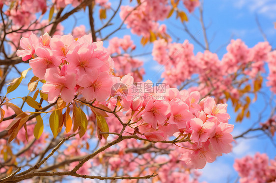 花园里盛开的鲜花图片