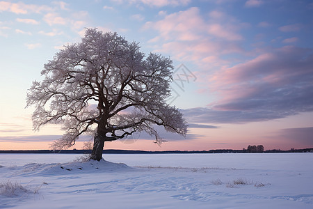 积雪原野里的大树背景图片