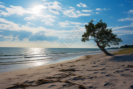 夏日海滩上的一棵树图片