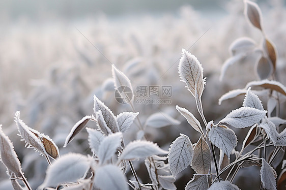 冬日的早晨图片