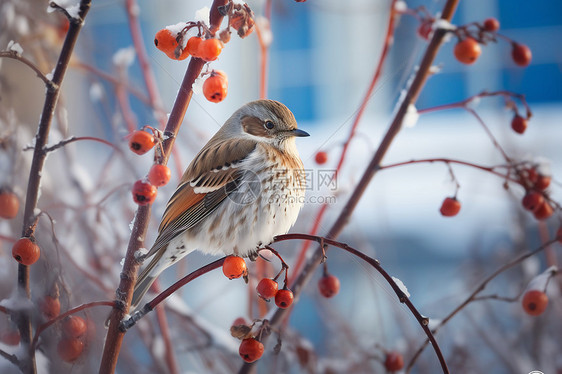 冬季红浆果上的鸟图片