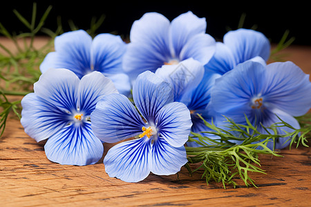 一簇蓝色花朵图片