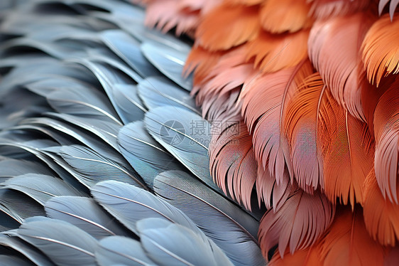 羽毛迷人美感图片