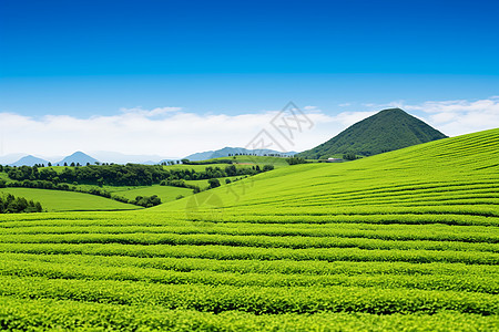 田园风光的茶园高清图片