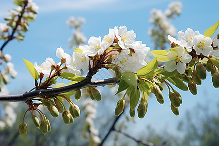 核桃树枝春天核桃树高清图片
