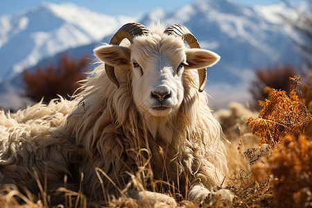 雄羊伫立动物风景高清图片