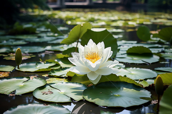 池塘的莲花图片