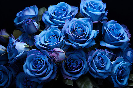 蓝玫瑰的话语图片