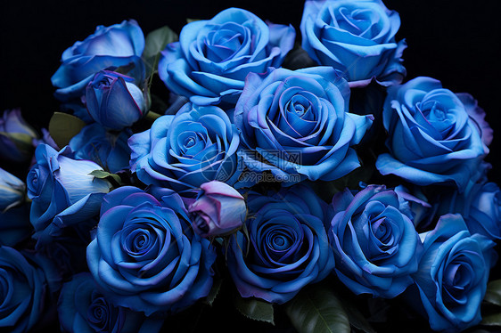 蓝玫瑰的话语图片