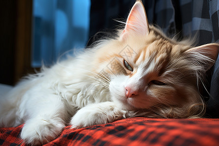 在床上休息的小猫背景图片