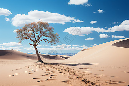 沙漠之中一株孤立的树图片