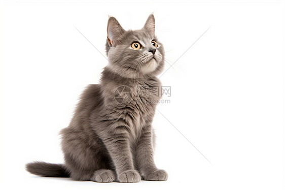 灰色猫咪图片