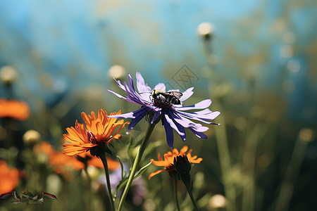 停在一朵花上的蜜蜂图片
