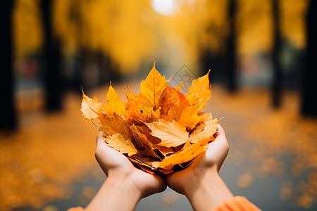 秋日里的落叶图片