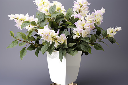 白花瓶中的白花图片