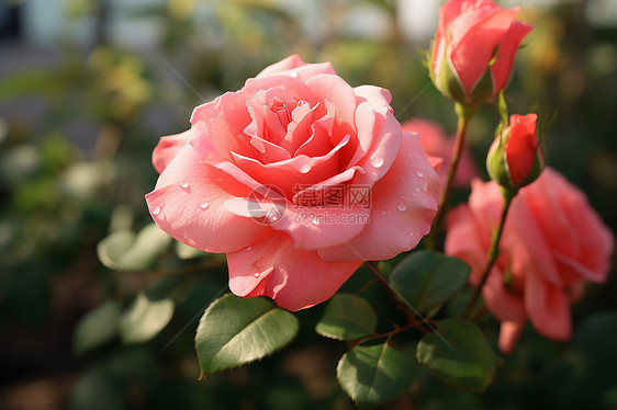 花仙子的醉美夏日图片