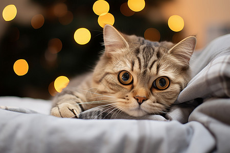 床上可爱的猫咪图片