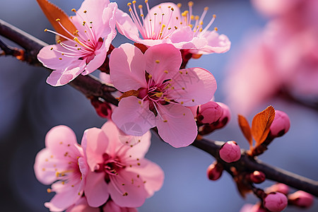 春天的粉色花园背景图片