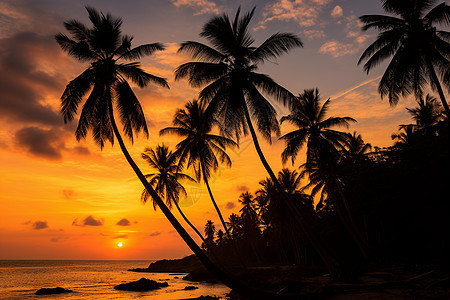夕阳下棕榈树图片