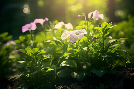 一丛花草图片