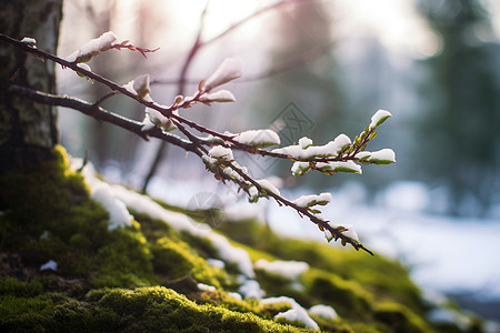 树枝上的雪树枝上挂满白雪背景