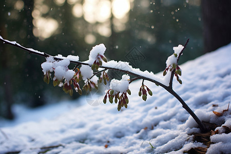 森林中的雪覆枝头图片