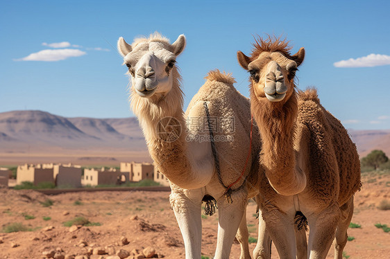 沙漠中两只骆驼图片