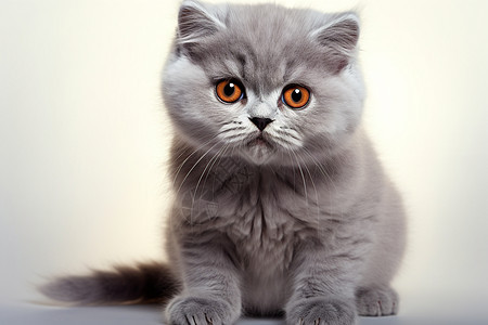 一只灰色小猫图片