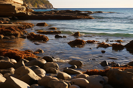 一片石头遍布的海滩图片