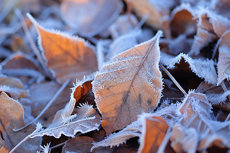 冰霜覆盖的落叶景观图片
