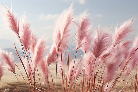 草原花海梦幻美丽的粉红花穗花海背景