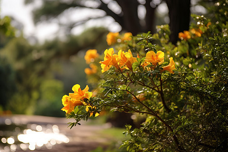 夏季公园中绽放的美丽花朵图片
