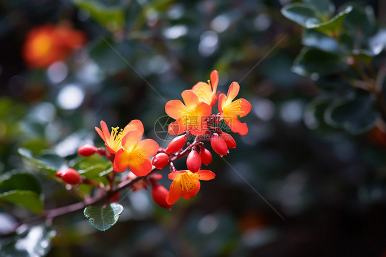 春季树枝上绽放的花朵图片