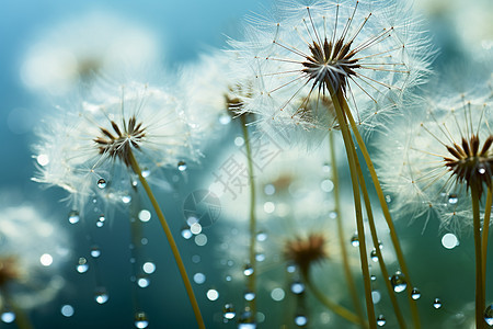 雨后野外绽放的蒲公英图片