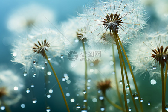 雨后野外绽放的蒲公英图片