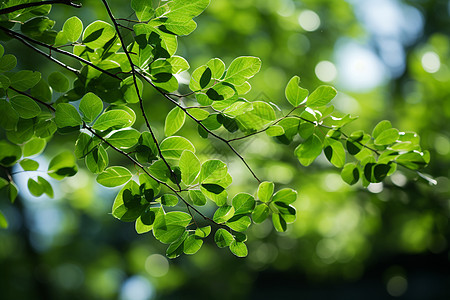 翠绿的自然树枝图片