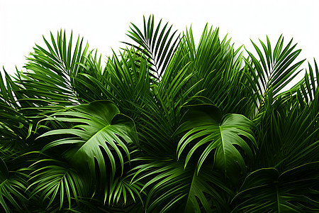 热带雨林绽放的绿色植物图片