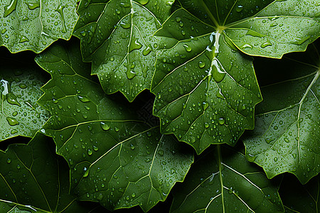 沾满雨滴的野外绿叶背景图片