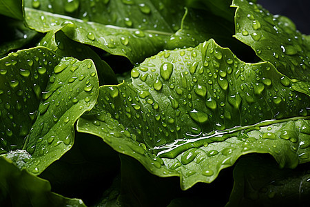 雨后潮湿的绿叶图片